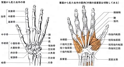 手骨|手骨(シュコツ)とは？ 意味や使い方